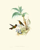 Hummingbird Delight X Fine Art Print