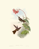 Hummingbird Delight XI Fine Art Print