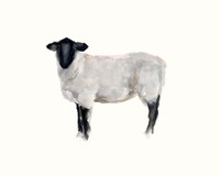 Farm Animal Study I Fine Art Print