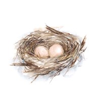 Bird Life II Fine Art Print