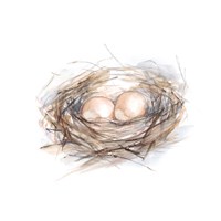 Bird Life IV Fine Art Print