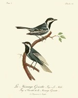 Vintage French Birds III Fine Art Print