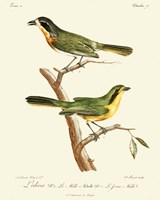 Vintage French Birds VI Fine Art Print