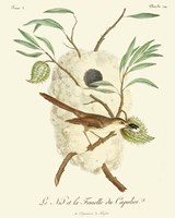 Vintage French Birds VII Fine Art Print