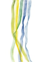 Ribboned I Fine Art Print