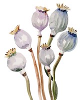 Watercolor Poppy Pods I Fine Art Print