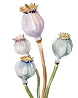 Watercolor Poppy Pods II Fine Art Print