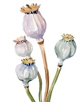 Watercolor Poppy Pods II Framed Print