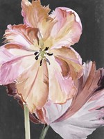 Pastel Parrot Tulips II Fine Art Print
