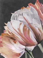 Pastel Parrot Tulips III Fine Art Print