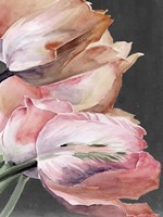Pastel Parrot Tulips IV Fine Art Print