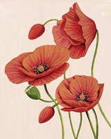 Soft Coral Poppies II Fine Art Print