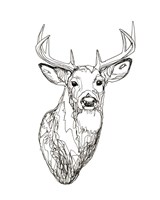 Whitetail Wireframe I Fine Art Print