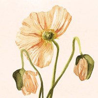 Highpoint Poppies I Fine Art Print