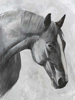 Cavallo I Fine Art Print