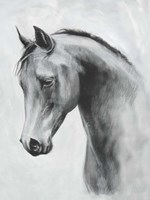 Cavallo II Fine Art Print
