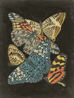 Winged Patterns II Fine Art Print