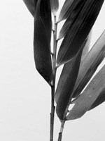 B&W Bamboo II Fine Art Print