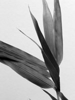 B&W Bamboo III Fine Art Print