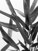 B&W Bamboo IV Fine Art Print