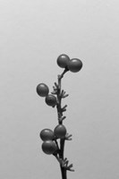 Liriope I Fine Art Print