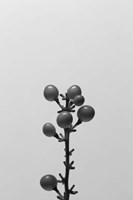 Liriope II Fine Art Print