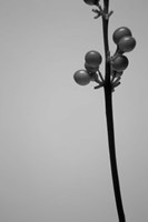 Liriope III Fine Art Print