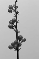 Liriope IV Fine Art Print