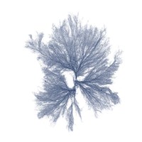 Navy Seaweed III Fine Art Print