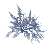 Navy Seaweed V Fine Art Print