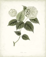 Sage Botanical I Fine Art Print