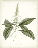 Sage Botanical II Fine Art Print