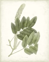 Sage Botanical IV Framed Print