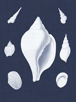 Coquillages Blancs II Fine Art Print