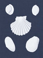 Coquillages Blancs III Fine Art Print