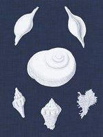 Coquillages Blancs IV Framed Print