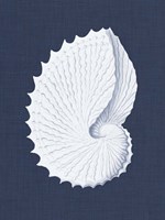 Coquillages Blancs V Fine Art Print