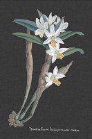 Orchid on Slate I Fine Art Print