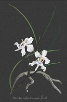 Orchid on Slate II Fine Art Print