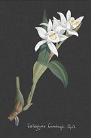 Orchid on Slate III Fine Art Print