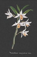 Orchid on Slate IV Fine Art Print