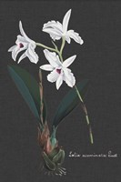 Orchid on Slate V Fine Art Print