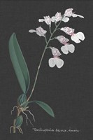 Orchid on Slate VI Fine Art Print