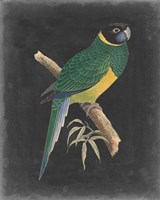 Dramatic Parrots I Framed Print
