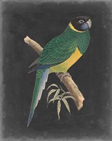 Dramatic Parrots I Fine Art Print