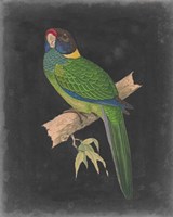 Dramatic Parrots II Fine Art Print