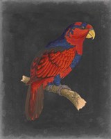 Dramatic Parrots III Fine Art Print