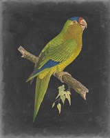 Dramatic Parrots V Fine Art Print