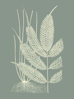 Ferns on Sage II Fine Art Print