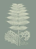 Ferns on Sage V Fine Art Print